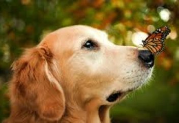 Иттердің алғаш қай жерде қолға үйретілгені белгілі болды