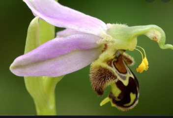 Климат өзгерісінен өсімдік әлемі қауіпті эволюциялық өзгеріске ұшырай бастады