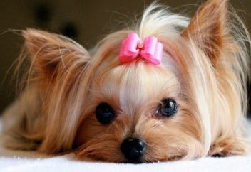 Иттің сөз ұғатынын ғалымдар дәлелдеп шықты