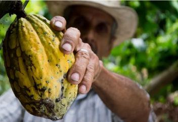 Как биомаркеры какао-бобов помогут избавиться от детского труда