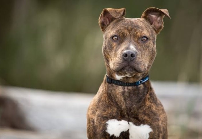 Pitbull (әңгіме, 2-бөлім)