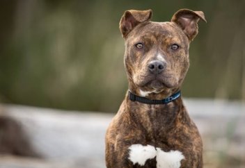 Pitbull (әңгіме, 2-бөлім)