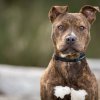 Pitbull (әңгіме, 2-бөлім)