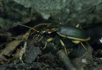 Жәндікпен қоректенетін амфибияны азық ететін жалғыз жәндік түрі (фото+видео)