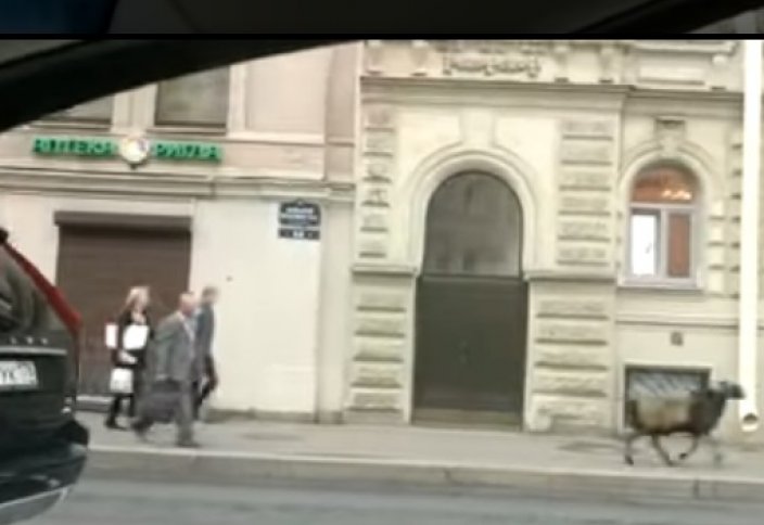 Бегущий к мечети баран наделал шума в Петербурге (ВИДЕО)
