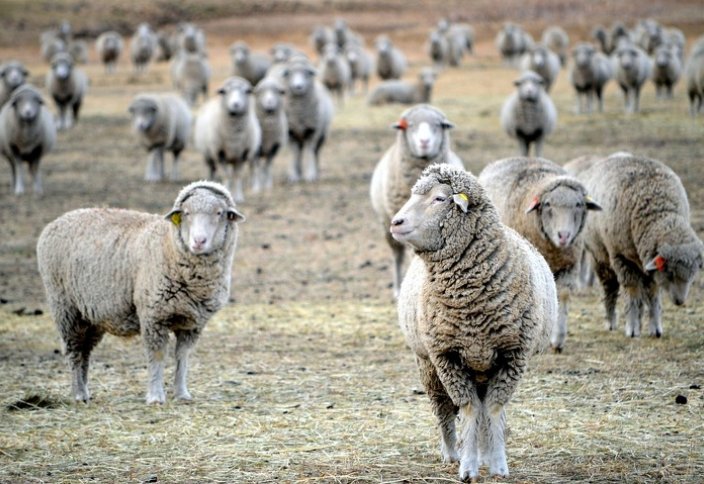 Почему Казахстан не может обогнать Турцию и Монголию и стать лидером в производстве баранины