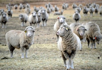 Почему Казахстан не может обогнать Турцию и Монголию и стать лидером в производстве баранины