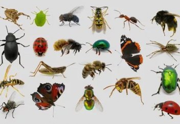 Әлемдегі ең маңызды жәндік аталды