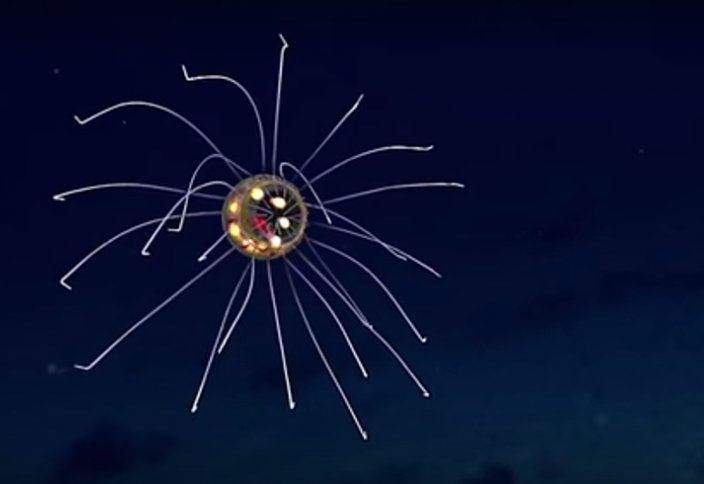 Жануарлар әлемі: Мариан ойпатынан түрі ерекше медуза табылды (ВИДЕО)