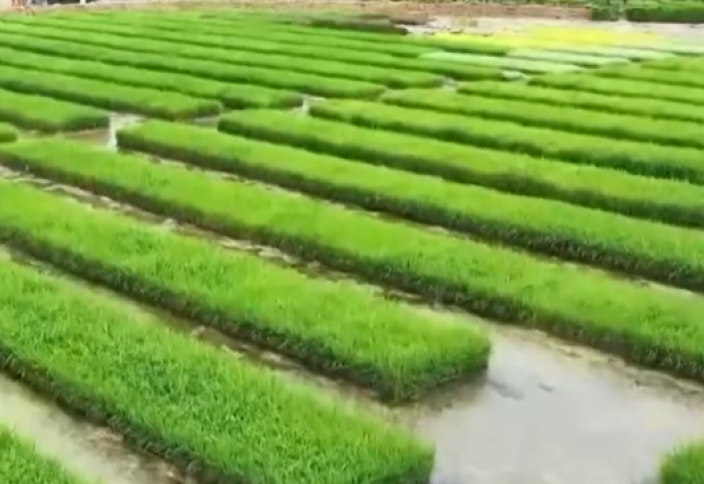 Қытайлар күріштің жаңа тұқымын шығарды