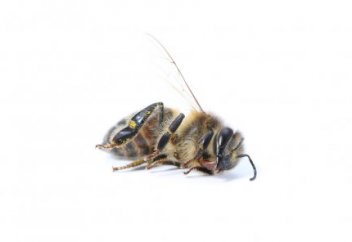 Аралар өлген ұяластарын қалай тауып алады