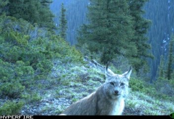 Жануарлар әлемі: Қазақ Географиялық Қоғамы тау сілеусінін фотоға түсіріп алды (ФОТО)