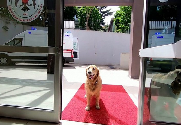 Разные: В Турции собаку не пустили в скорую вместе с хозяйкой. Пес бежал за машиной до больницы. Пчелы сняла крышку с бутылки газировки (видео)