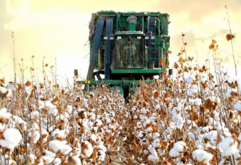 Тәуелсіздік жылдары мақтаның 13 жеке сұрпы шығарылды