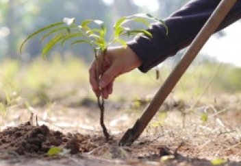 Биыл Оңтүстік Корея 5,15 млн ағаш отырғызуды жоспарлап отыр