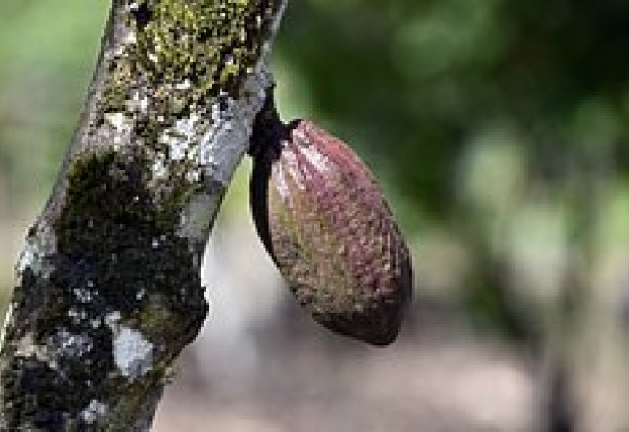 В мире остановилась торговля кофе. Чем это грозит