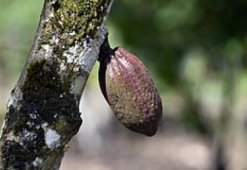 В мире остановилась торговля кофе. Чем это грозит