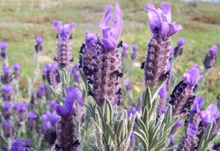 Түркия дәрілік өсімдіктер үшін бөлінетін жер көлемін ұлғайтып келеді