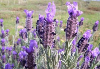 Түркия дәрілік өсімдіктер үшін бөлінетін жер көлемін ұлғайтып келеді