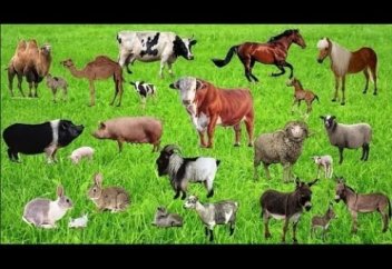 Жануарлар қалай үн шығарады?