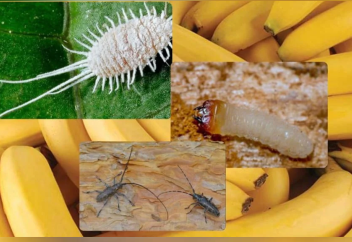 Опасных вредителей обнаружили в бананах в Караганде. Фрукты привезли из России.