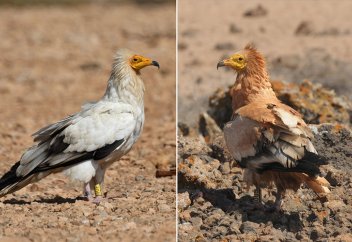 Грифов уличили в пристрастии к макияжу (видео)