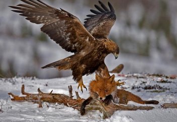 Тоқ қыран түлкі алмайды