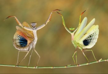 Лучшие фотографии National Geographic 2014