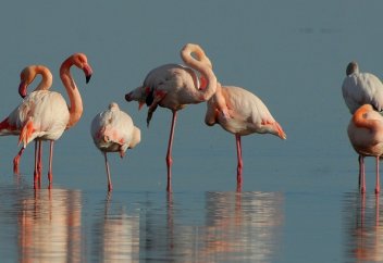 Секрет балансировки: учёные выяснили, как фламинго удаётся спать на одной ноге (видео)