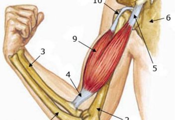 Покрытие костей мясом