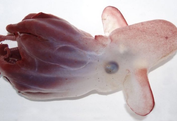 Новый вид осьминогов "с ушами слона" обнаружен в подводных горах Тихого океана