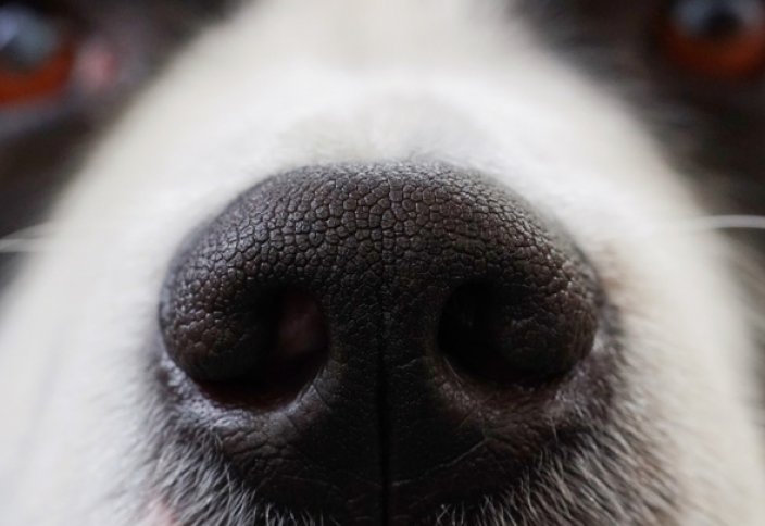 В России создан электронный нос, распознающий болезни. Маски для носа разработали в Мексике