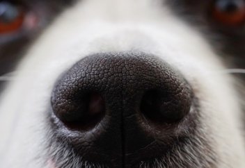 В России создан электронный нос, распознающий болезни. Маски для носа разработали в Мексике