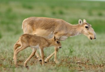 Елімізде елік еті консервіленеді