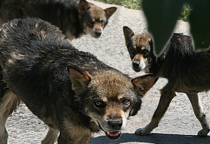 Жануарлар әлемі: Қабаған иттен қалай қорғанамыз?