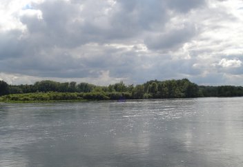 Өскеменнің су айдынында медуза пайда болды (видео)