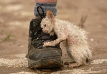 Жануарларды азаптағандар енді заң алдында жауап береді