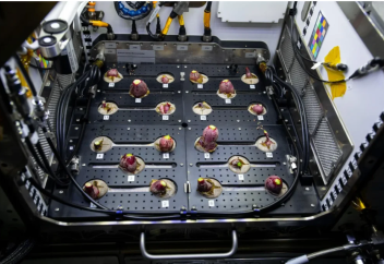 Ғаршта алғаш рет шалқан өсіріліп, өнім алынды (видео)