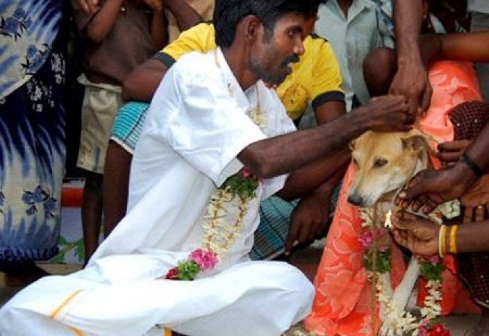 Голландиялық келіншек “мысық күйеуі” өлген соң, итке тұрмысқа шықпақшы