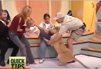 Жануарлар әлемі: Тікелей эфирде жолбарыс кішкентай қызға шапты (видео)