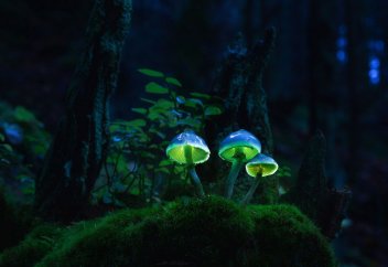 Жарық шашатын саңырауқұлақ тек бір-ақ елде өседі (видео)