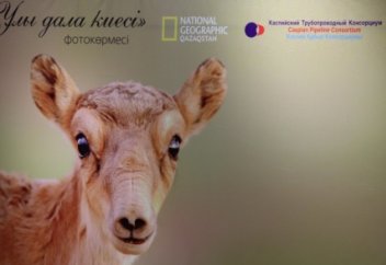 Дүние жүзіндегі киіктердің 95%-ы Қазақстанда ғана мекендейді