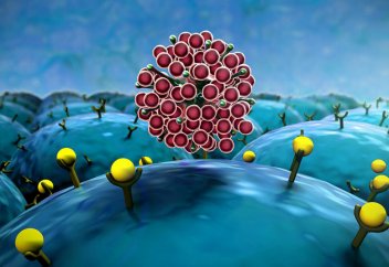 COVID-19: Ученые обнаружили ахиллесову пяту коронавируса