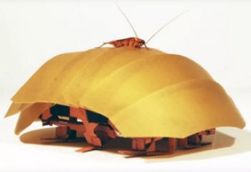 Құтқарушы робот-тарақан (ВИДЕО)