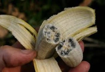 Миру угрожает «банановый апокалипсис»