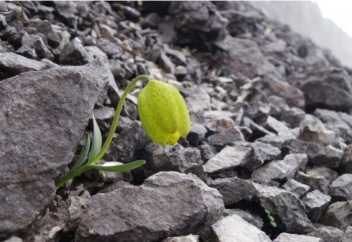 Қытай медицинасынан зәрезап болған өсімдік түрлері эволюцияға ұшырай бастады