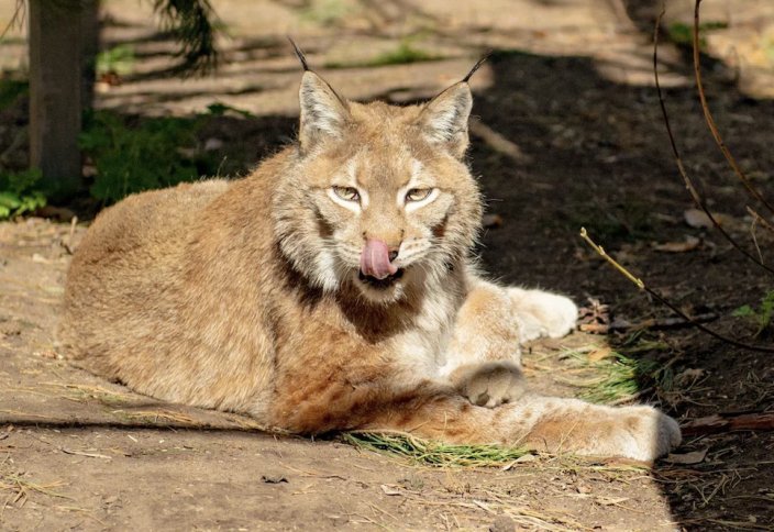 Хайуанаттар бағының әкімшілігі жыртқыш аңдардың табиғи қабілетін сақтау үшін төтенше шара қабылдады