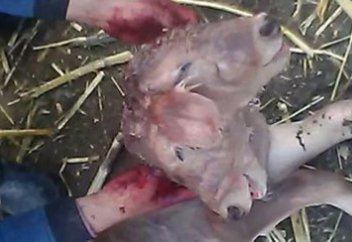 Екі басы, үш құлағы бар бұзау төлдеді