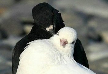 Сколько межнациональных браков заключили в Казахстане