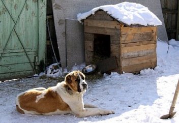 Ит талаған зейнеткер ауруханада жан тапсырды